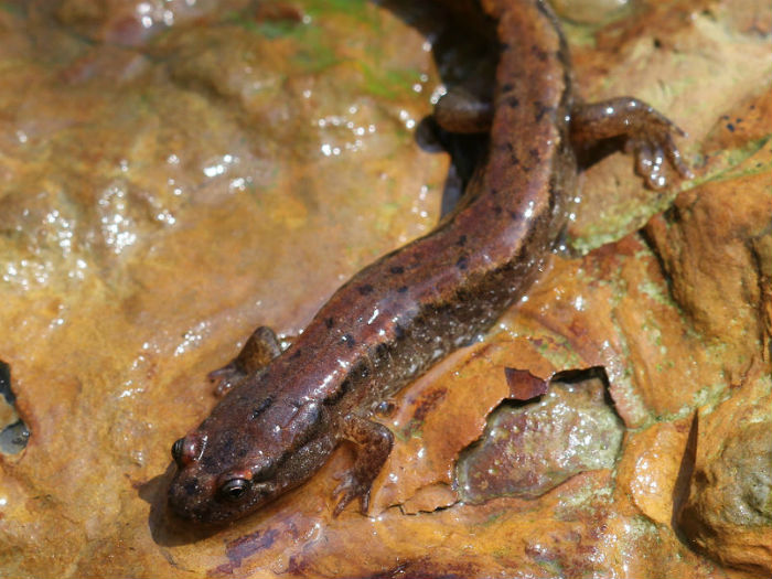 Northern Dusky Salamander